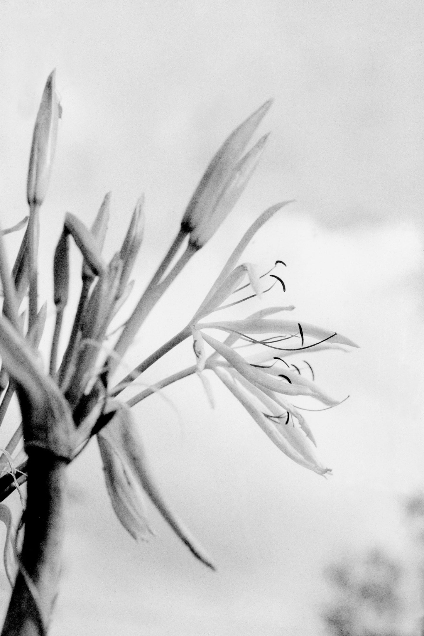 'When In Bloom'