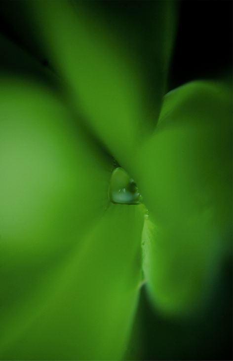 'Wonderlust'