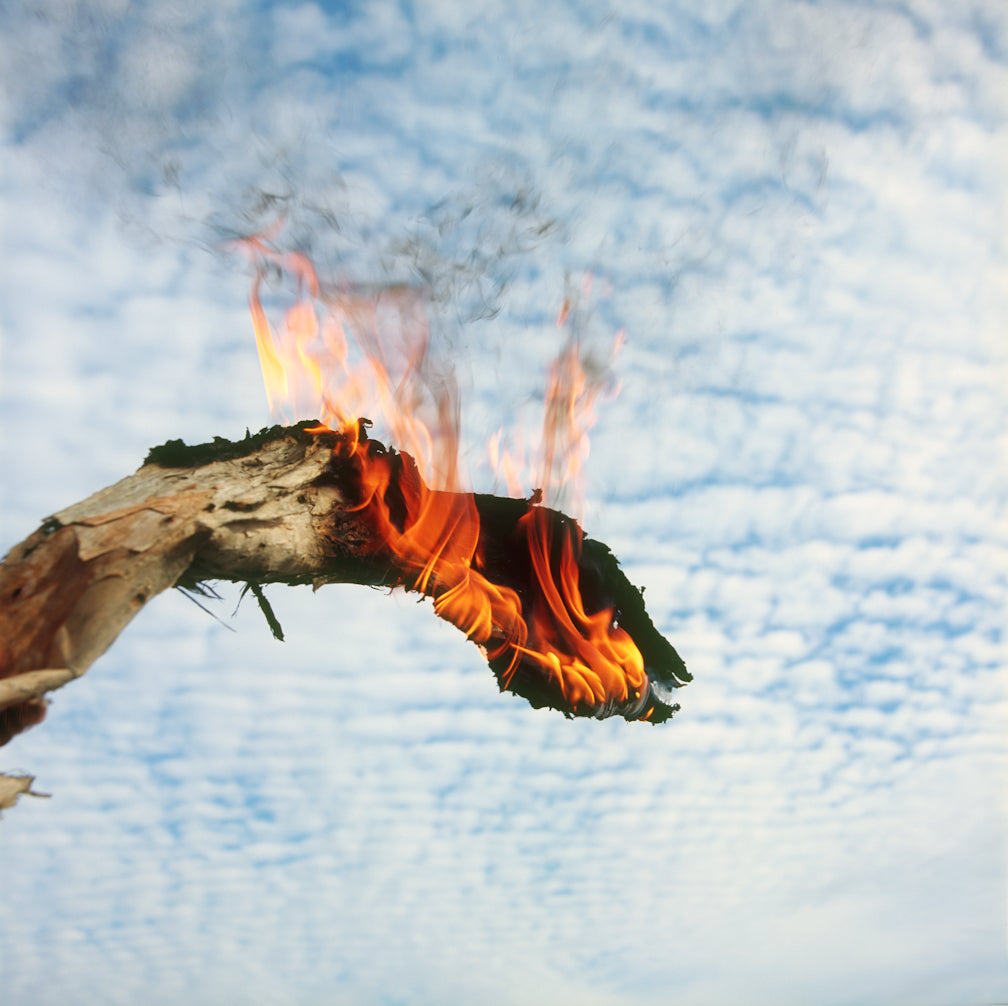 'Fire Dragon'