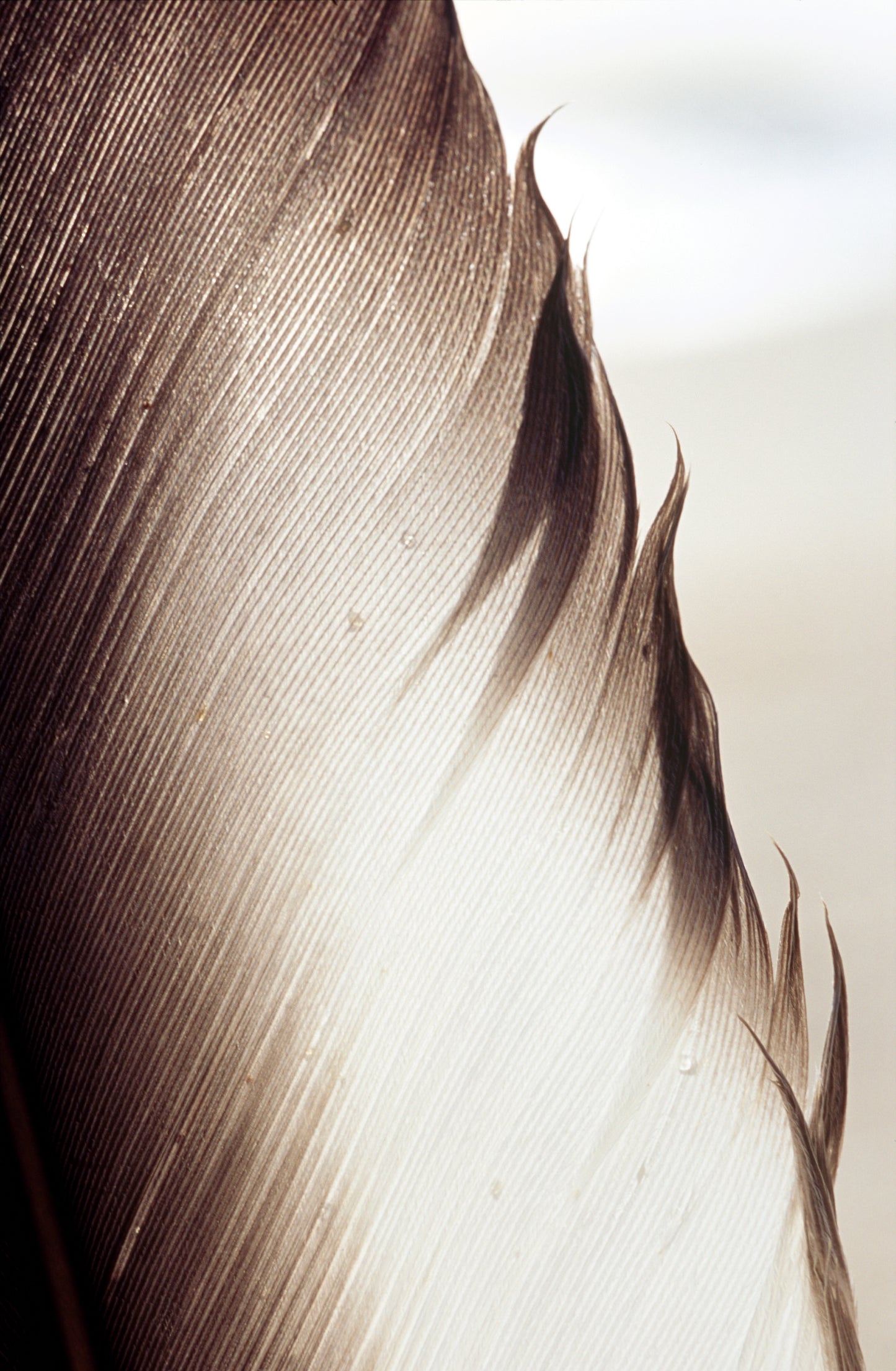 'Feather Dance' Point Nepean