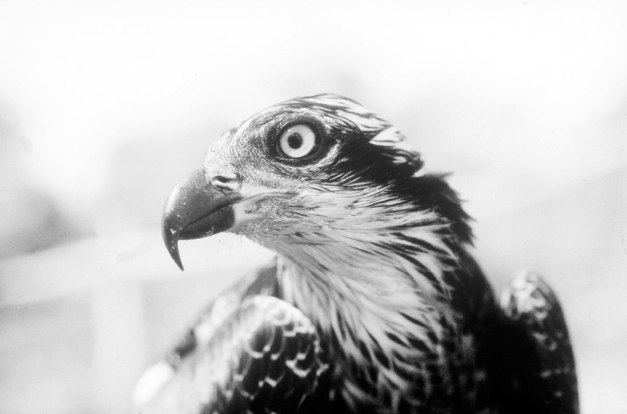 'Hunter'